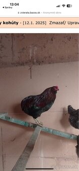 Predam araucana kohutov - 2