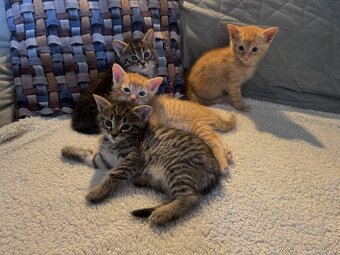 Ponúkam krásne a zdravé mačiatka 🐈🐈🐈⬛🐈⬛ - 2