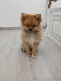Predám pomeranian - 2