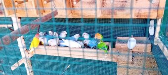 AGAPORNIS RUŽOVOHRDLY - 2