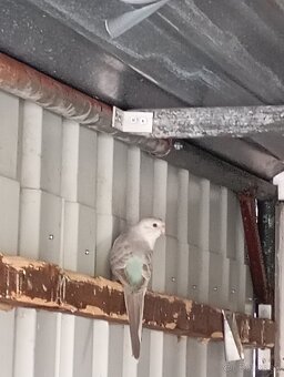 Papagáje spevavé - 2