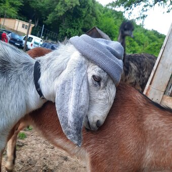 100% Anglonubijska koza (sivá) - 2