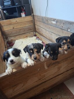 Darujem šteniatka - 2