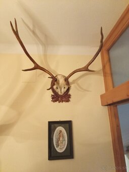 Predám luster z parožia + všetky trofeje, obrazy - 2