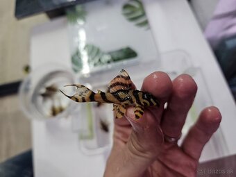 L 333 Gold line AAA - odchov - 2