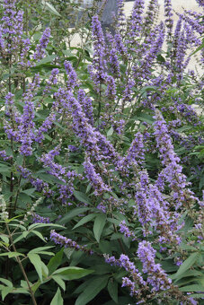 Vitex jahňací semená - 2
