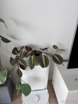 Izbové rastliny menšie - 2