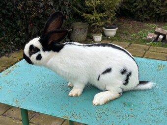 Nemecký strakač - 2