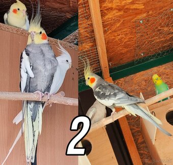 Korela chocholatá - 2