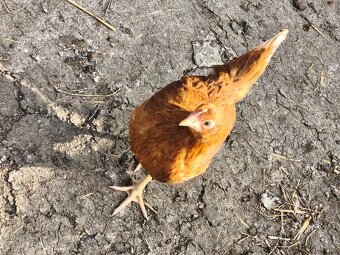 Kuriatka sliepky nosnice - 2