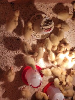 Brojlerove pekingske kačice - 2