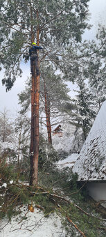Rizikový výrub a orez stromov - 2