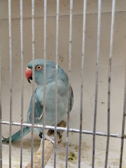 Predám Alexander malý - 2