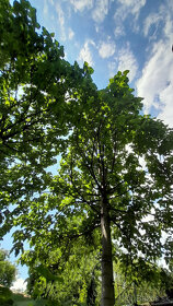 Cisarsky strom Paulownia  a Aloe vera - 2