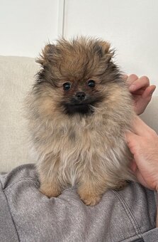 Pomeranian s PP FCI - 2