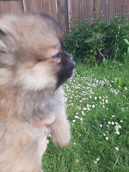 Pomeranian - 2