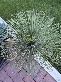 Yucca juka - 2