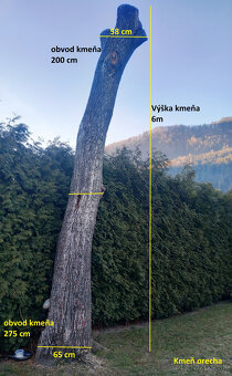 Predám orechové drevo - kmene /dohodou/ - 2