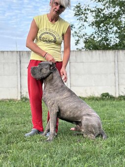 Cane corso s PP - 2