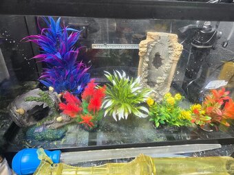 Aquarium - 2