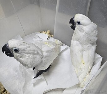 Kakadu biely alba 2.0 - 2