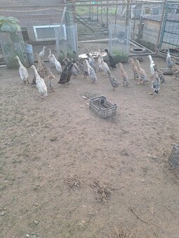 Kačky,husy,indický bežec - 2