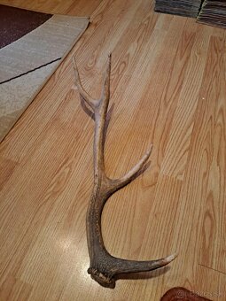 Predám parožie zhody - 2