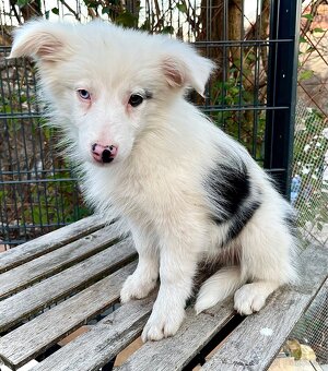 Border kólia šteniatko - 2