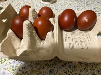 Predám nasadove vajcia Marans - 2