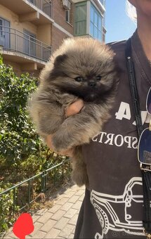 Pomeranian orange - 2