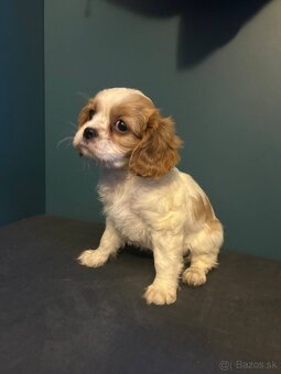 Cavalier - 2