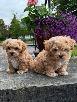 Šteniatka maltipoo k dispozícii - 2