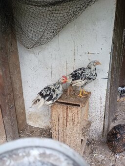 Leghorn Exchequer - 2