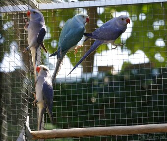 Alexander malý Hch - 2