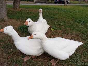 Česká chocholata hus - 2