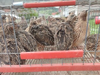 Kohúty japonskej prepelice - 2