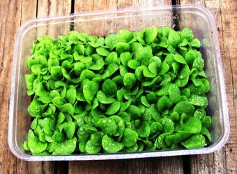 Tabakové semená - Kolekcia 8 druhov semien - 2