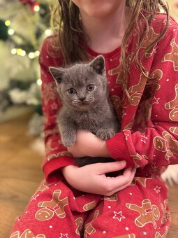 Britské mačiatko - 2