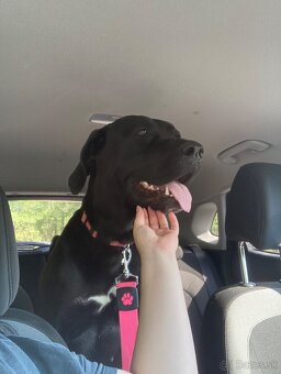 Darujem do dobrých rúk fenku cane corso - 2