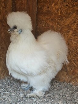 Hodvabnicky vajcia - 2