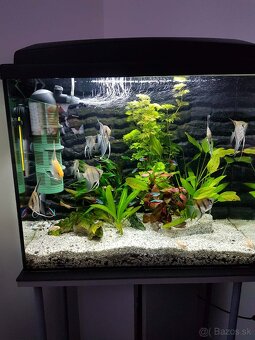 Akvárium 90l - 2