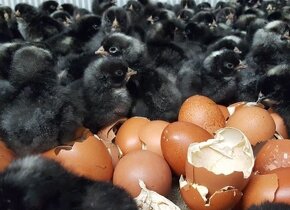 Násadové vajcia vysokoznáškové sliepky Black Star. Kuriérom - 2