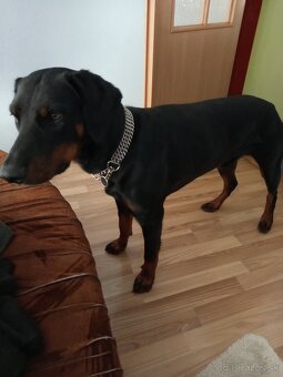 Doberman - 2