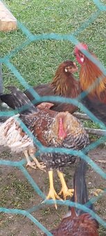 Kohúty Marans čierna medenokrká a iné - 2