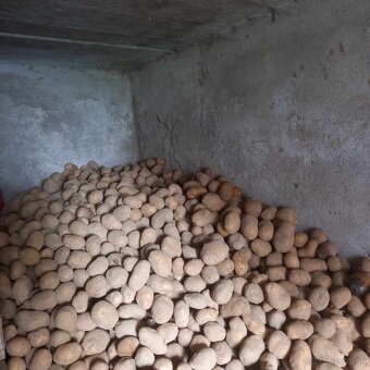 Predám zemiaky - 2