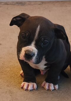 American Bully XL - 2