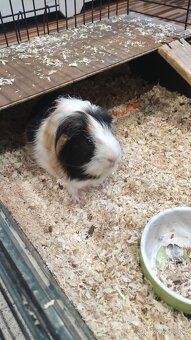 Morské prasiatko - 2