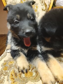 Šteniatka nemeckého ovčiaka - 2