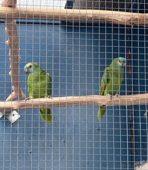 Amazonan modrocely (Amazona aestiva) - 2
