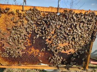 Včelstvá na predaj - 2